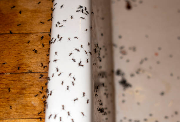 Best Cockroach Control Services  in Huxley, IA
