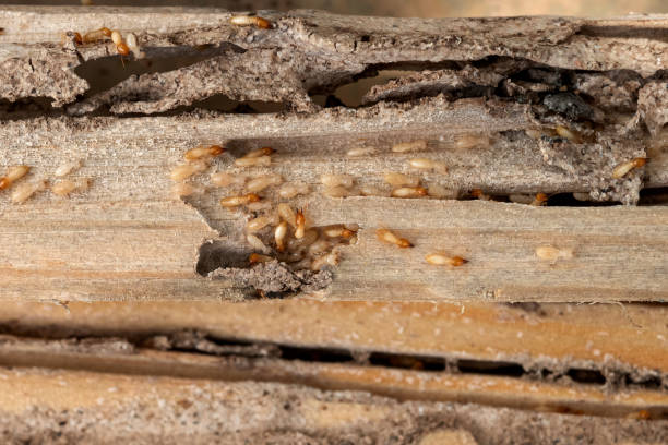 Best Pest Prevention Services  in Huxley, IA
