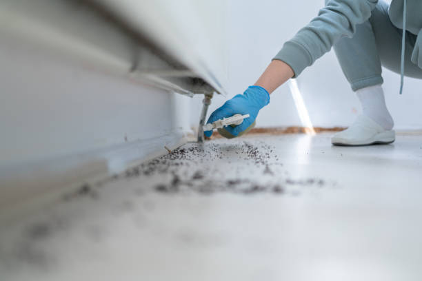 Best Wasp Removal Services  in Huxley, IA